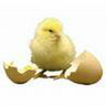 flying duck