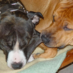 honden 034klein.JPG