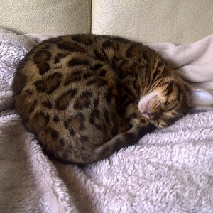 november2011cats 014 mf.jpg