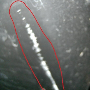bak neus 00240.jpg