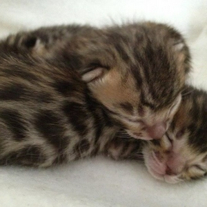 kittens ginger mf.jpg