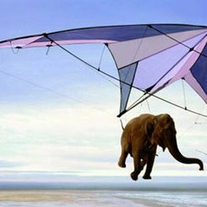 olifant vliegt.jpg