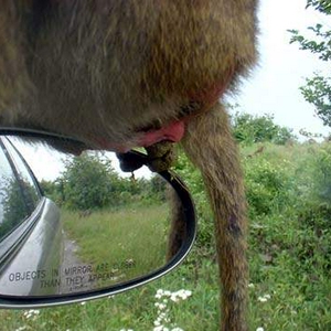 mirror.jpg