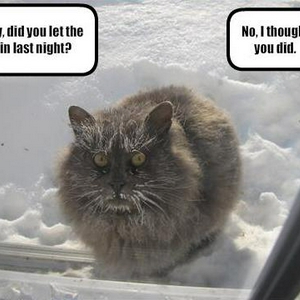 cat1.jpg