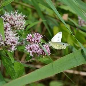 Witje.jpg