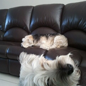 Dogs