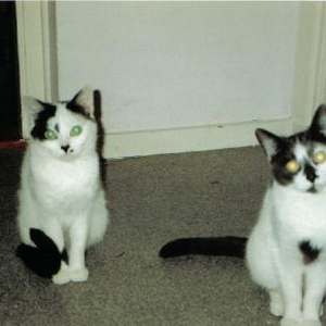 katten.jpg