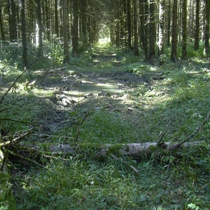stukjes door het bos.jpg