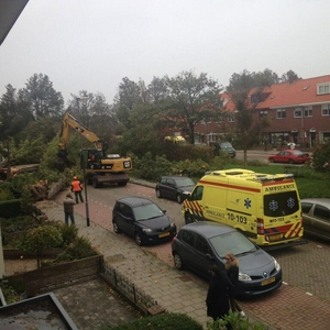 reigerstraat-amberlindeboom.jpg