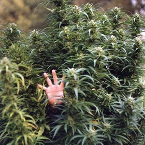 Cannabis small.JPG