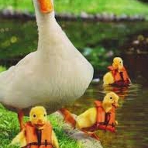 duc.png
