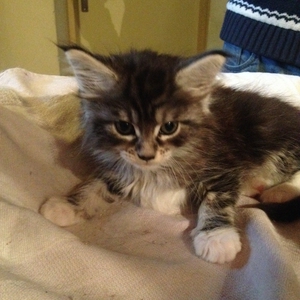 Maine Coon 2