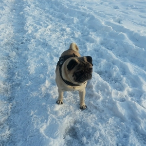 Fred in Sneeuw 1