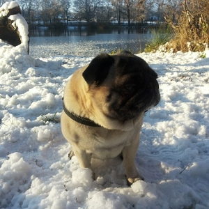 Fred in Sneeuw 2