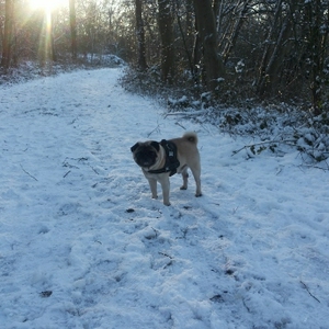 Fred in Sneeuw 3