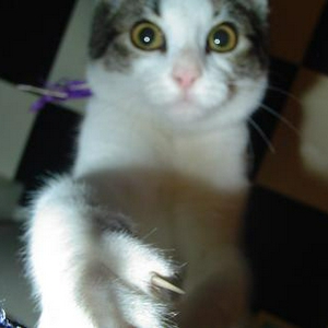 Lola ...JPG