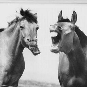 Horse Laugh.jpg