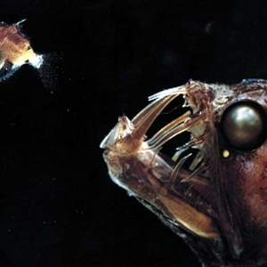 monsterfish.jpg