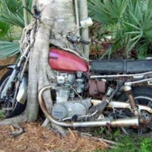 bike in tree.jpg