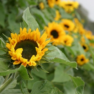 sun_flower.jpg
