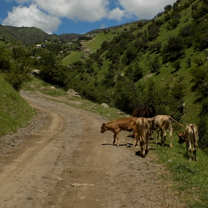 Uzgun 3