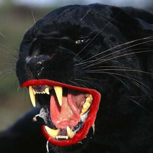 Panter.jpg