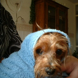 natte hond2.JPG