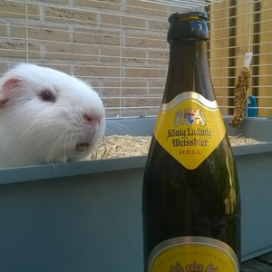 dorst.jpg