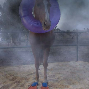 zeepaardje.jpg