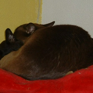 Omar&Sheba01.JPG