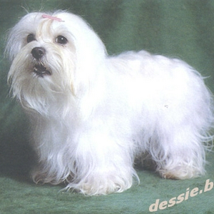maltezer.jpg