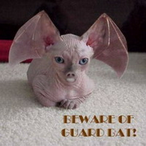batty-medium.jpg