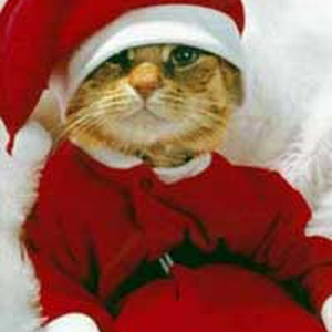santa_cat.jpg