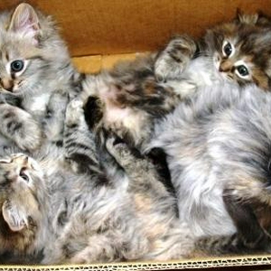 kittens.jpg