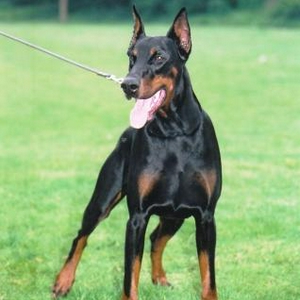 De hond.jpeg