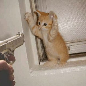 handupcitten.jpg