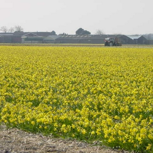 bollenveld.jpg