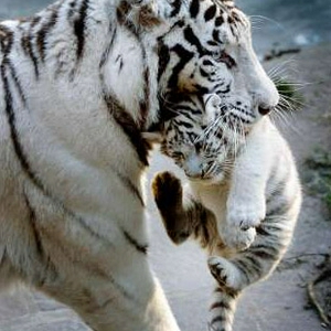 tijger.jpg