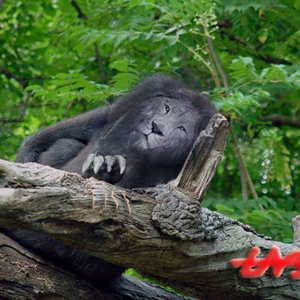 lion002.jpg