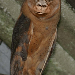 apiowl01.jpg