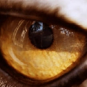 oog.jpg