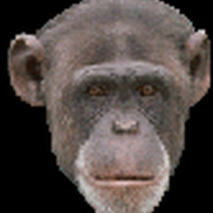 aap.gif