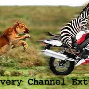 animal_speed.jpg
