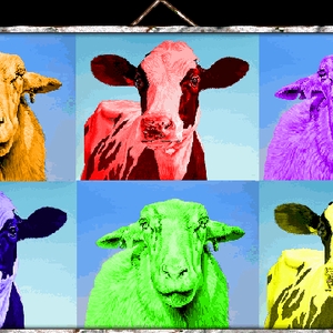 koe-schaap.gif