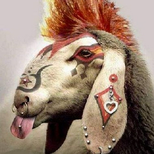 punkschaap.jpg