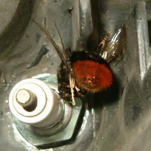 Hommel.jpg