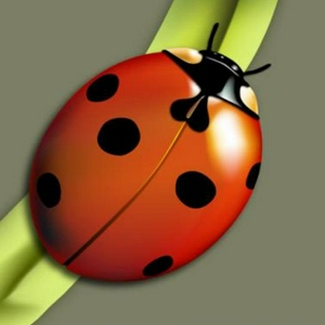 Ladybug.jpg