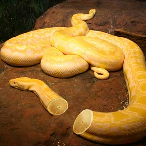 citusnake.jpg