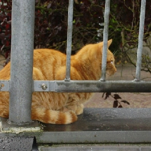 op balkon.jpg