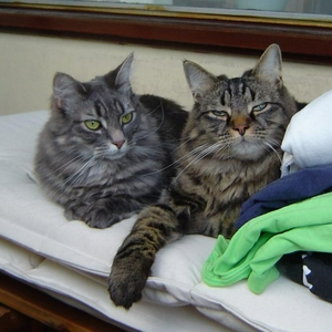 Sylvester en Simba.JPG